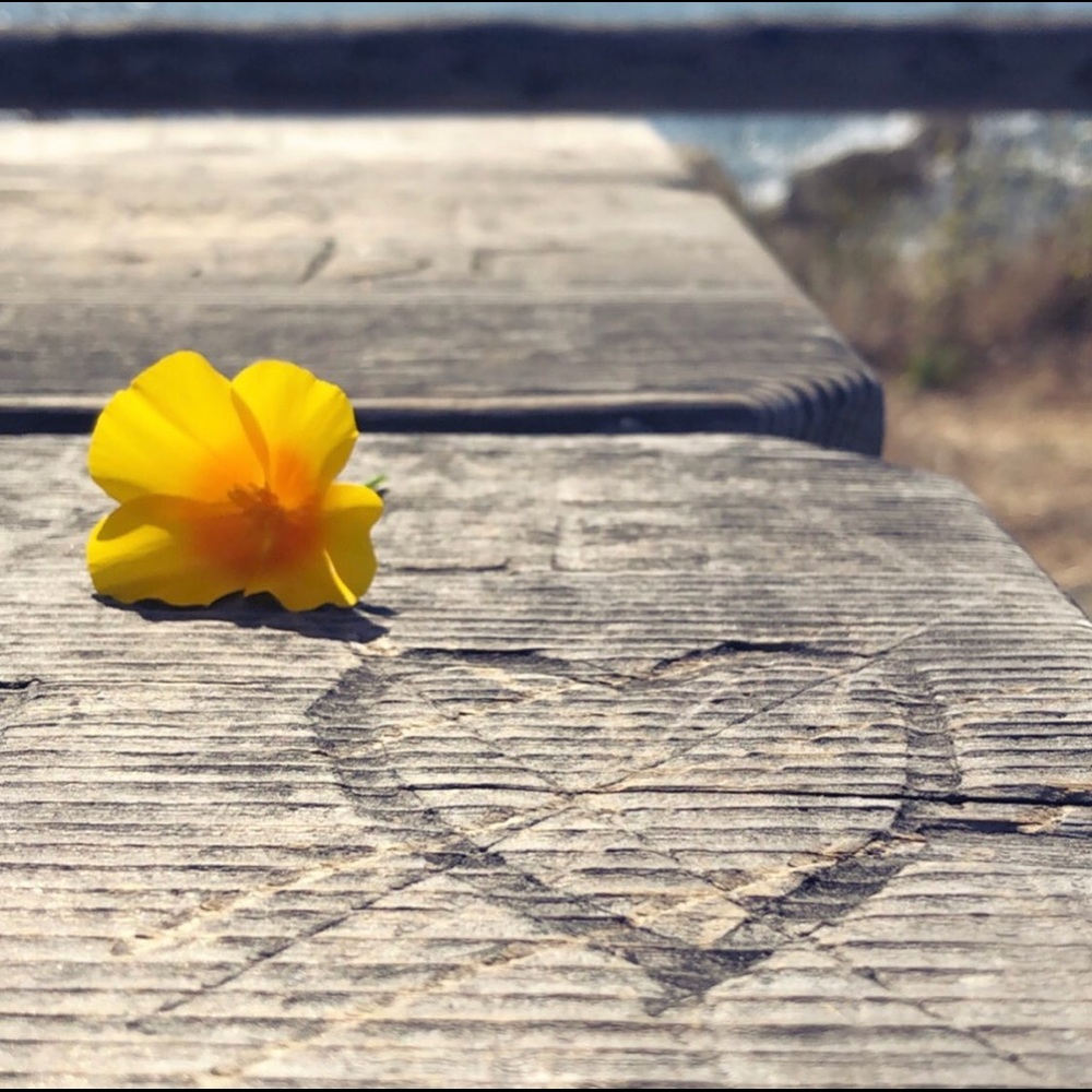 𝙼𝚎𝚎𝚝 𝚈𝚘𝚞𝚛 𝙿𝚘𝚜𝚑𝚎𝚛 🌻❁☼➳ - Picture 10 of 10